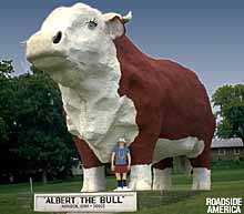 Albert the Bull